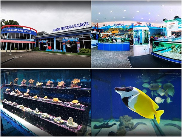 Pusat Ikan Hiasan Port Dickson Cetak Kalendar Murah 2022